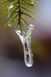 Preview wallpaper icicle, ice, pine needles, branch, macro