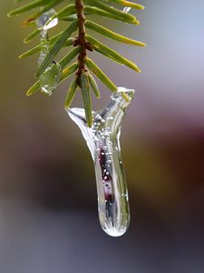 Preview wallpaper icicle, ice, pine needles, branch, macro