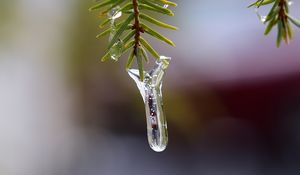 Preview wallpaper icicle, ice, pine needles, branch, macro