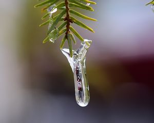 Preview wallpaper icicle, ice, pine needles, branch, macro
