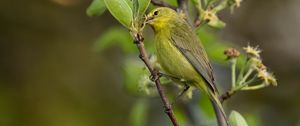 Preview wallpaper icterine, bird, feathers, branch
