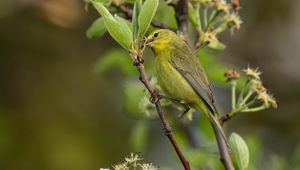 Preview wallpaper icterine, bird, feathers, branch
