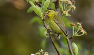 Preview wallpaper icterine, bird, feathers, branch