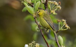 Preview wallpaper icterine, bird, feathers, branch