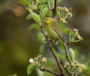 Preview wallpaper icterine, bird, feathers, branch