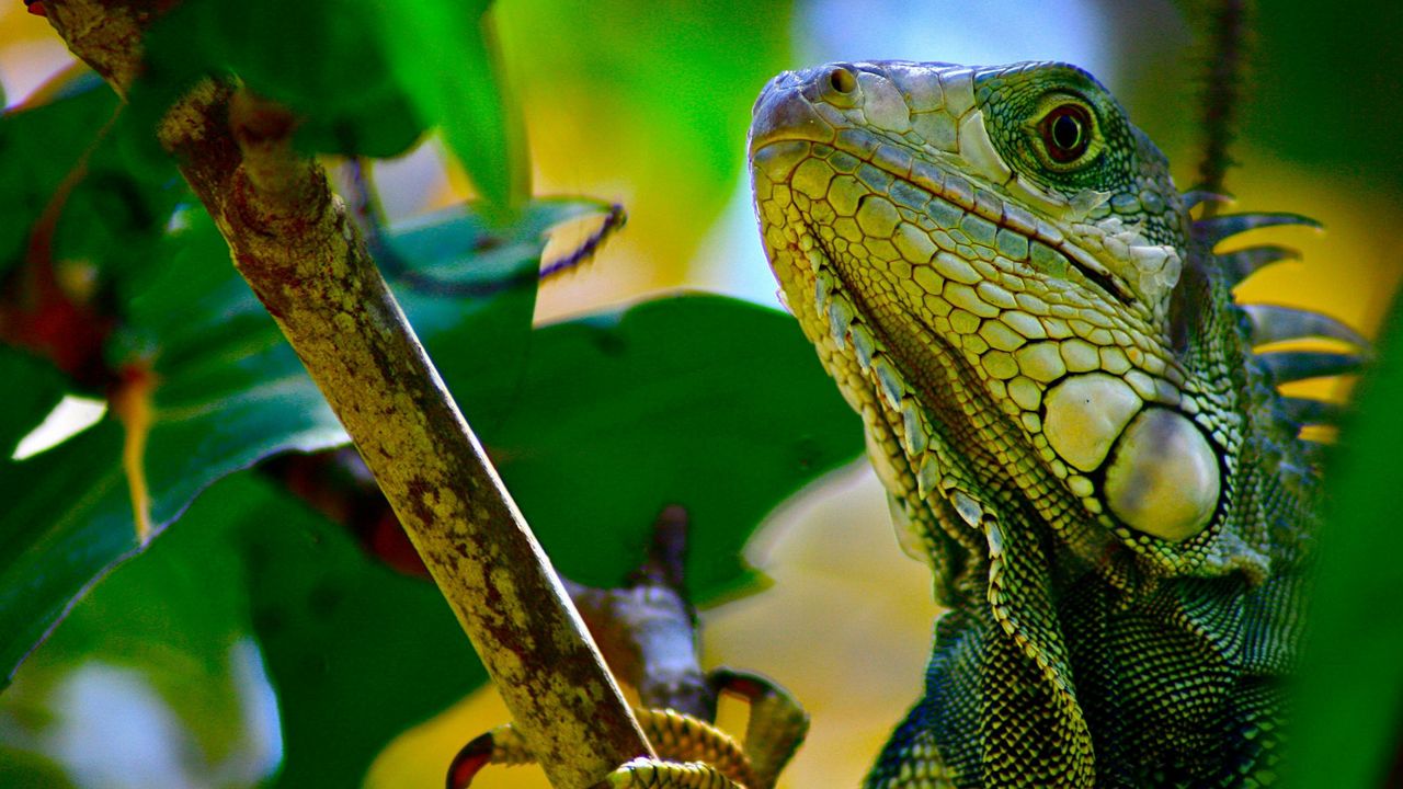 Wallpaper iguana, branches, leaves, climbing, reptile