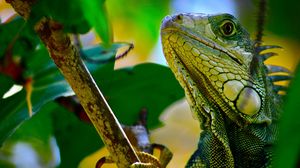 Preview wallpaper iguana, branches, leaves, climbing, reptile