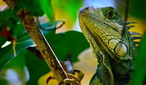 Preview wallpaper iguana, branches, leaves, climbing, reptile