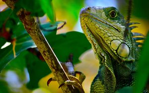 Preview wallpaper iguana, branches, leaves, climbing, reptile