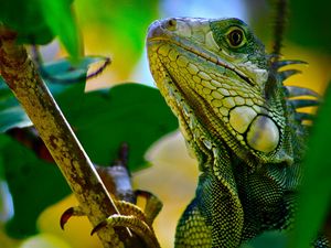 Preview wallpaper iguana, branches, leaves, climbing, reptile