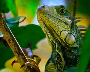 Preview wallpaper iguana, branches, leaves, climbing, reptile