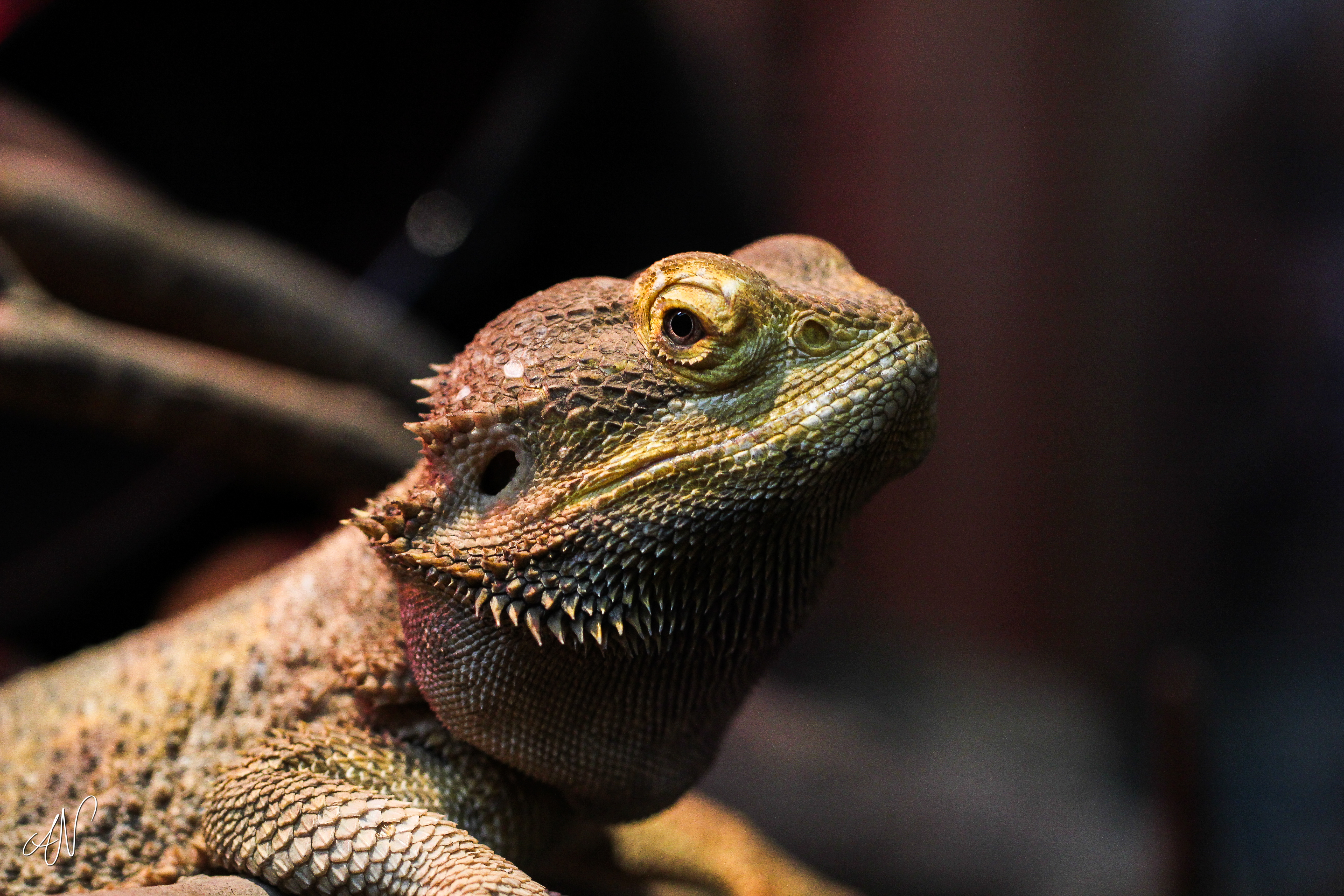 5184x3456 Wallpaper iguana, chameleon, lizard
