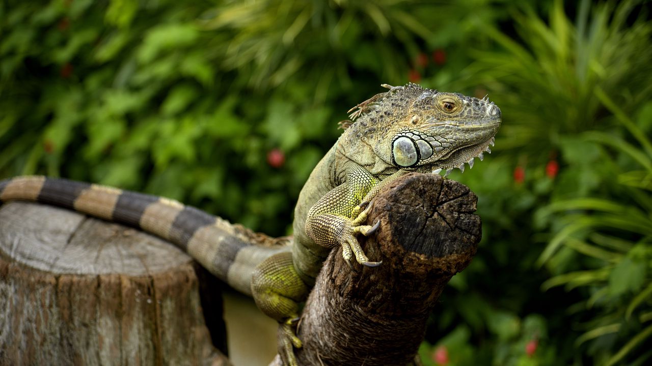 Wallpaper iguana, chameleon, lizard, reptile