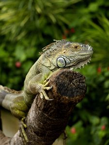 Preview wallpaper iguana, chameleon, lizard, reptile