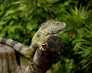 Preview wallpaper iguana, chameleon, lizard, reptile