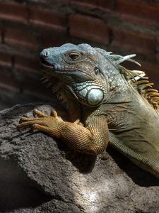 Preview wallpaper iguana, color, branch, climbing