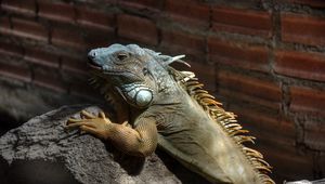 Preview wallpaper iguana, color, branch, climbing