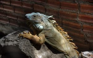 Preview wallpaper iguana, color, branch, climbing