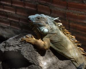 Preview wallpaper iguana, color, branch, climbing