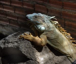 Preview wallpaper iguana, color, branch, climbing