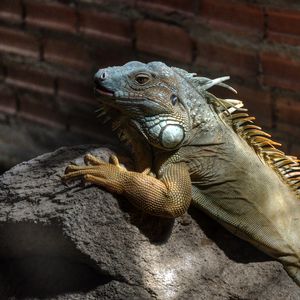 Preview wallpaper iguana, color, branch, climbing