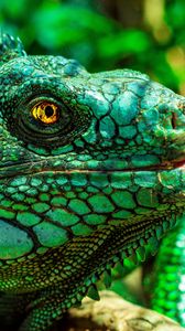 Preview wallpaper iguana, eyes, reptile