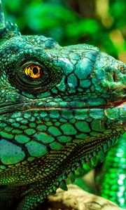 Preview wallpaper iguana, eyes, reptile