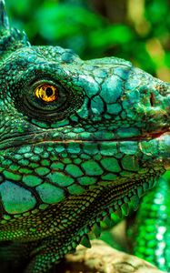 Preview wallpaper iguana, eyes, reptile