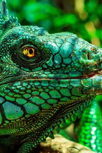 Preview wallpaper iguana, eyes, reptile