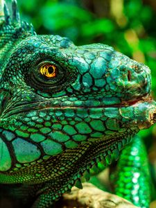 Preview wallpaper iguana, eyes, reptile