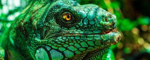 Preview wallpaper iguana, eyes, reptile