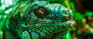 Preview wallpaper iguana, eyes, reptile