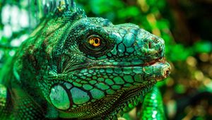 Preview wallpaper iguana, eyes, reptile