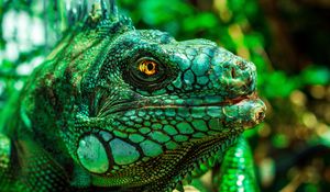 Preview wallpaper iguana, eyes, reptile