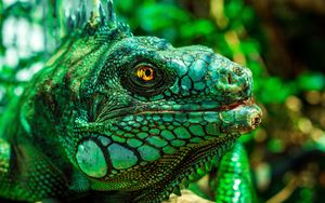 Preview wallpaper iguana, eyes, reptile