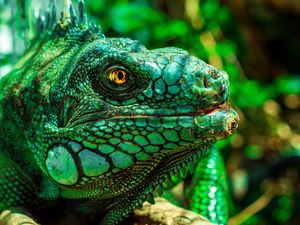 Preview wallpaper iguana, eyes, reptile