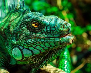 Preview wallpaper iguana, eyes, reptile