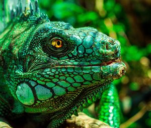 Preview wallpaper iguana, eyes, reptile