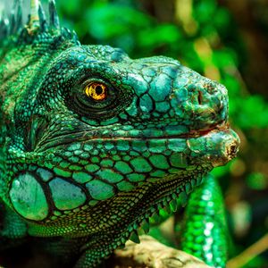 Preview wallpaper iguana, eyes, reptile