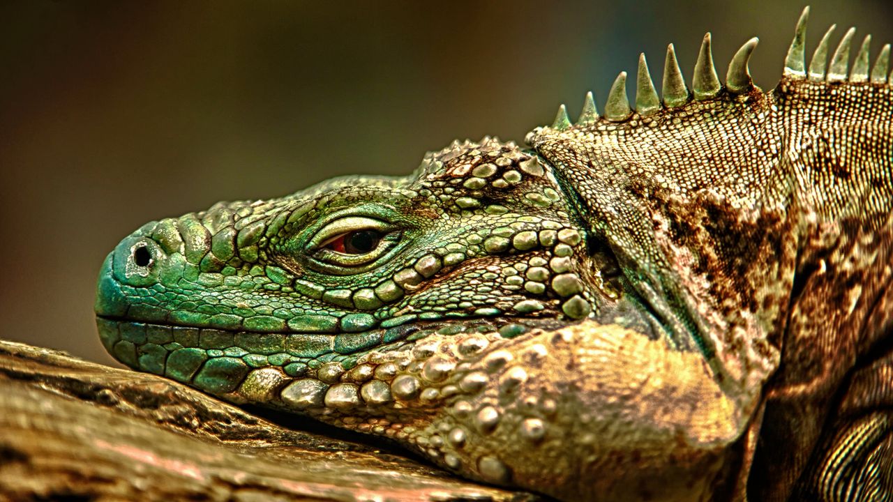 Wallpaper iguana, face, color, reptile, lie