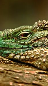 Preview wallpaper iguana, face, color, reptile, lie