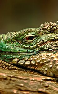 Preview wallpaper iguana, face, color, reptile, lie