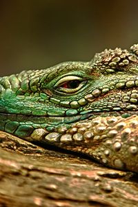 Preview wallpaper iguana, face, color, reptile, lie