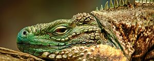 Preview wallpaper iguana, face, color, reptile, lie