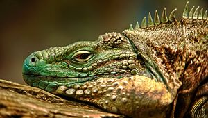 Preview wallpaper iguana, face, color, reptile, lie