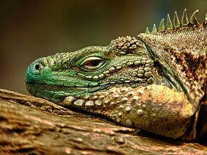 Preview wallpaper iguana, face, color, reptile, lie