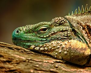 Preview wallpaper iguana, face, color, reptile, lie