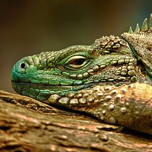 Preview wallpaper iguana, face, color, reptile, lie