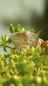 Preview wallpaper iguana, grass, climbing, plant