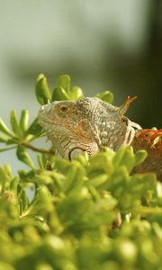 Preview wallpaper iguana, grass, climbing, plant